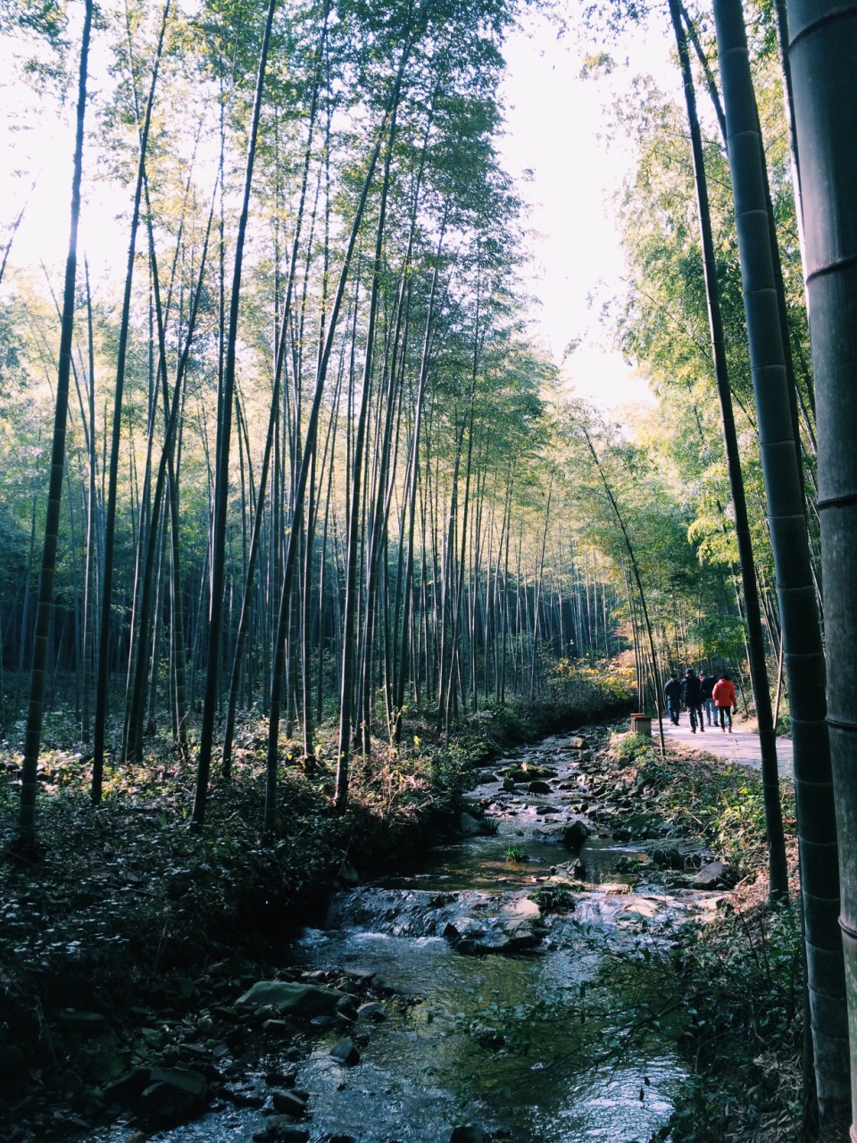 南山竹海旅遊景點攻略圖