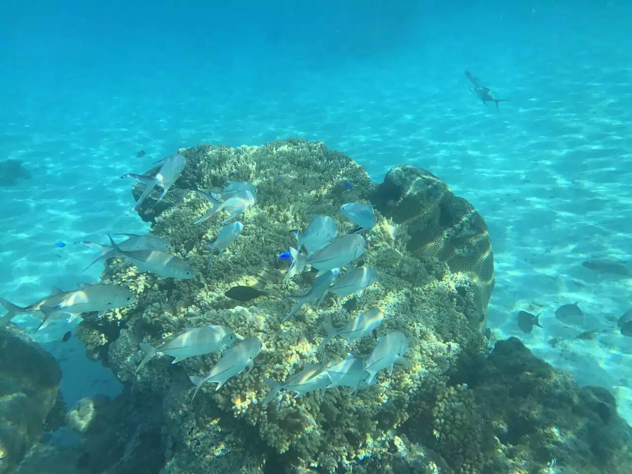 【携程攻略】维提岛珊瑚海岸贝卡环礁好玩吗,珊瑚海岸贝卡环礁景点怎