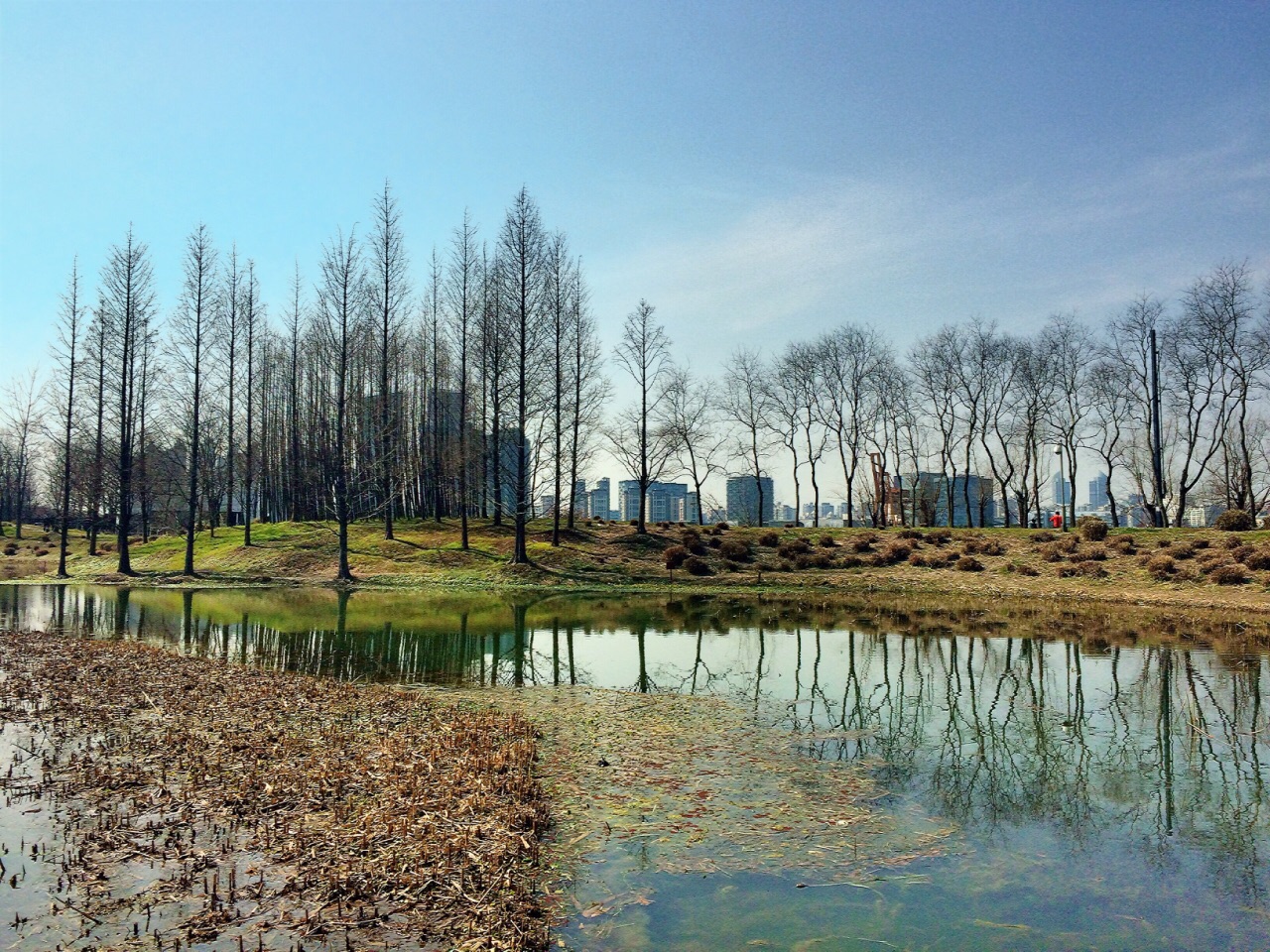 上海世博后滩公园图片