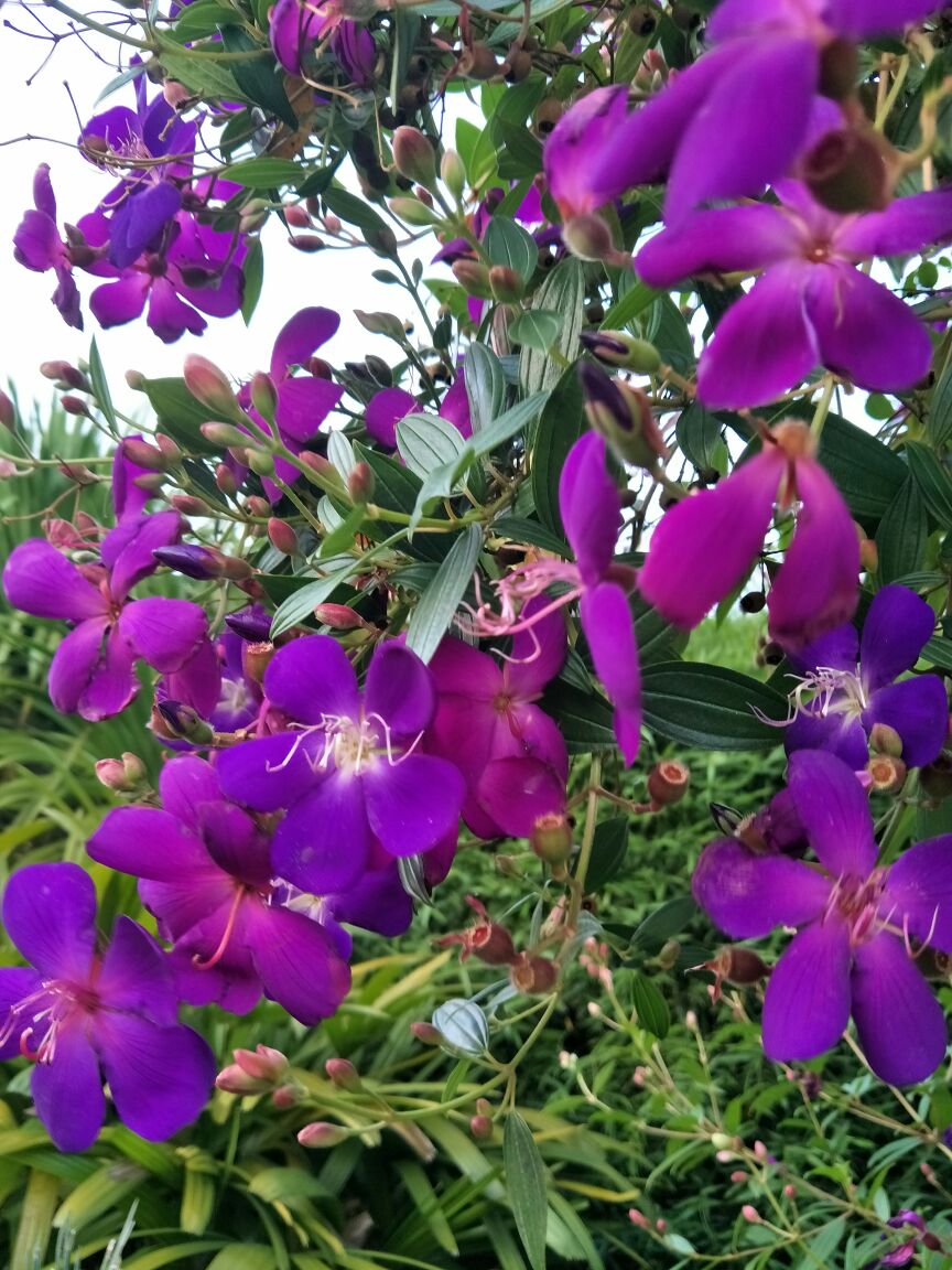 中科院西雙版納熱帶植物園