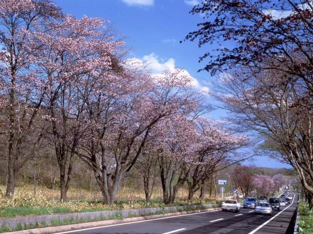 5月北海道樱花正要盛开,人少景美机票还便宜!