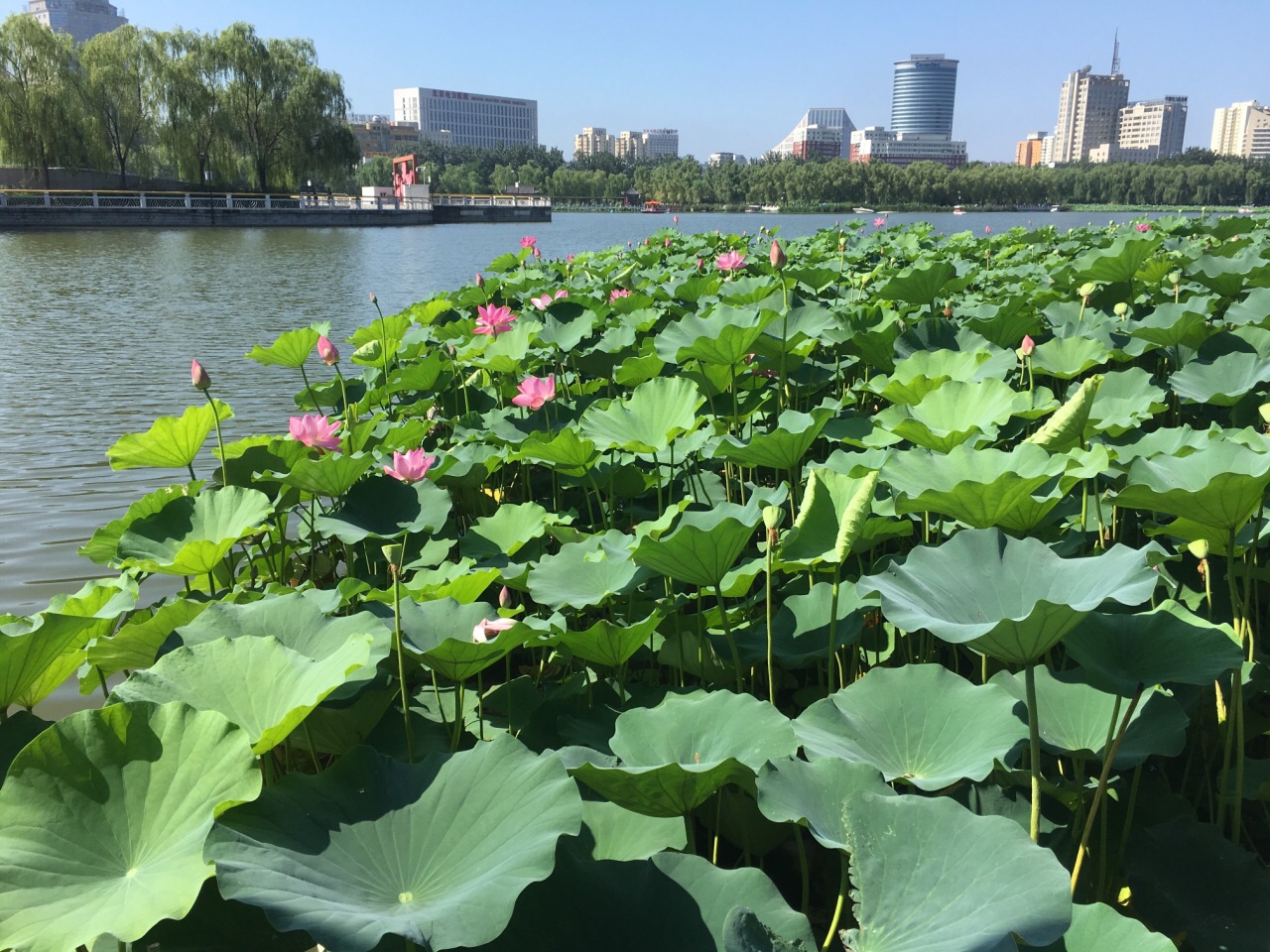 2019蓮花池公園_旅遊攻略_門票_地址_遊記點評,北京旅遊景點推薦 - 去