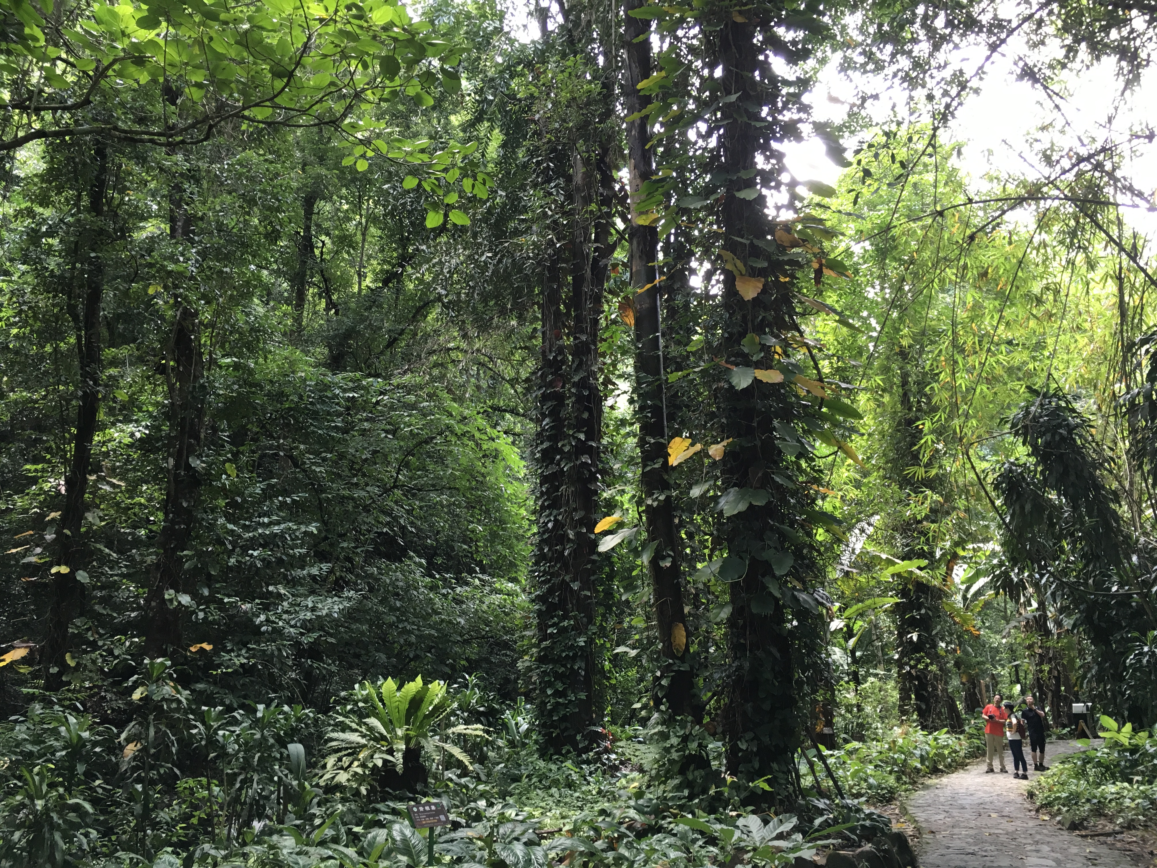 莫里熱帶雨林景區