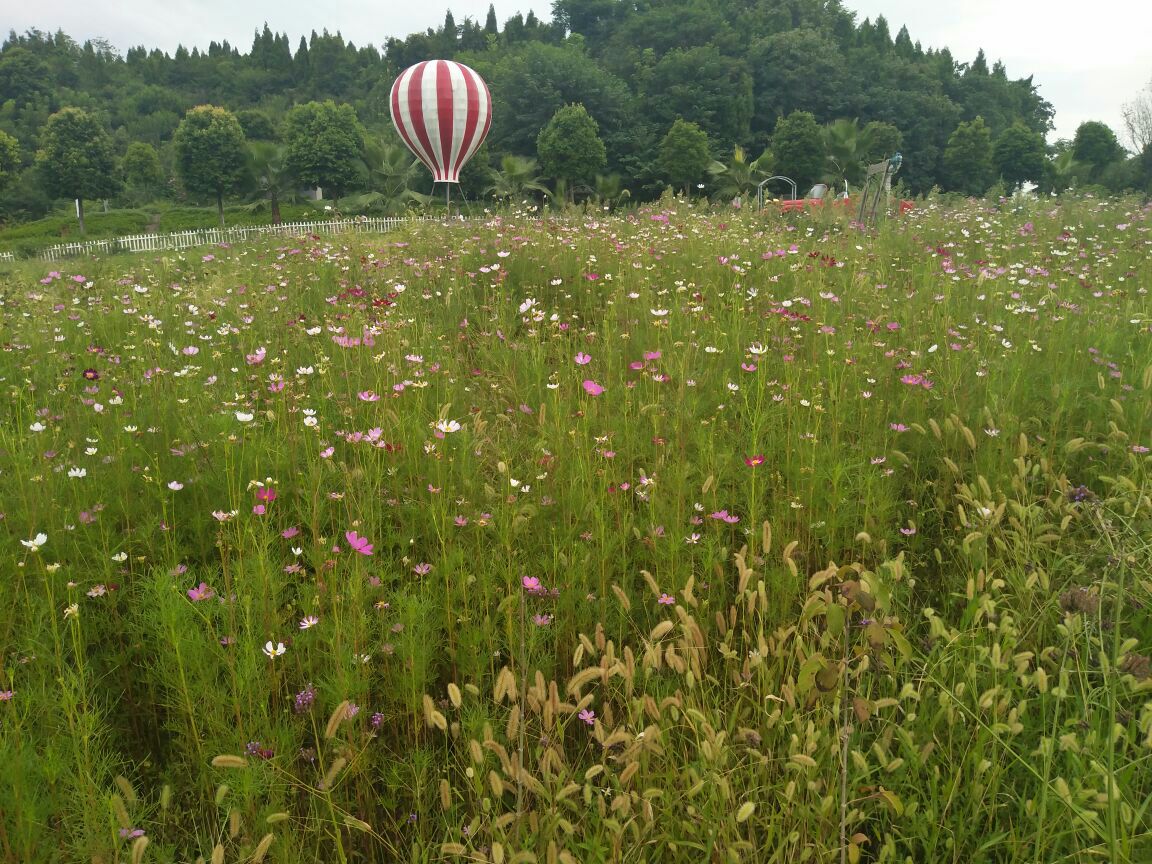 綿陽原香國際香草園好玩嗎,綿陽原香國際香草園景點怎麼樣_點評_評價