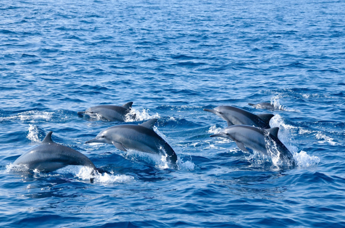 哈库拉岛出海观海豚   分 2条点评 运动活动 特色体验 观海豚 距景点