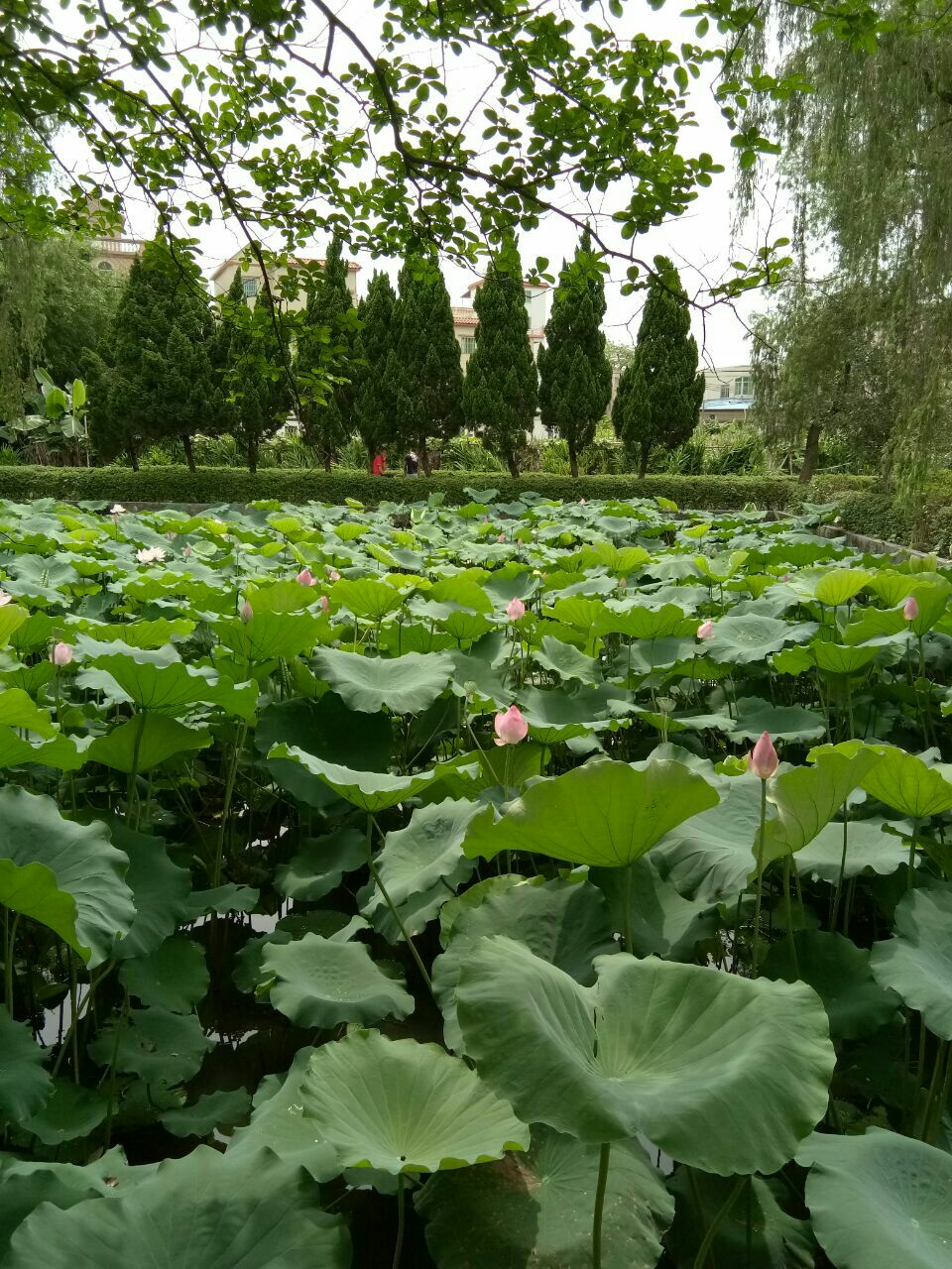 【携程攻略】广州新洲村景点,新洲村是一个很环卫的村庄,村民热爱劳动