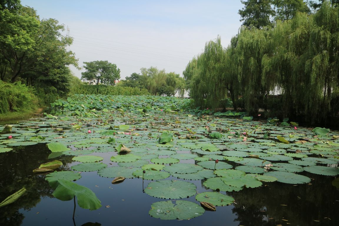 金銀湖溼地公園