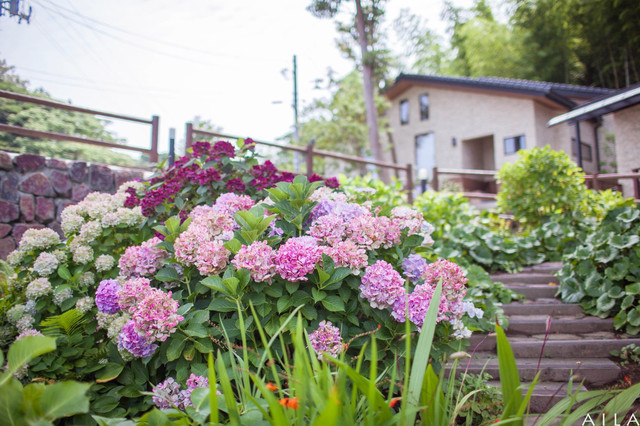 紫阳花开了 我们去日本吧 携程氢气球