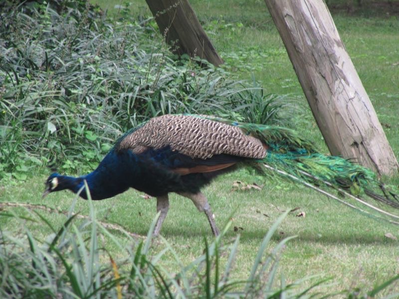 给南京人蒋苏庵,蒋得此楼后,改建屋宇,并将小万柳堂易名为兰陔别墅