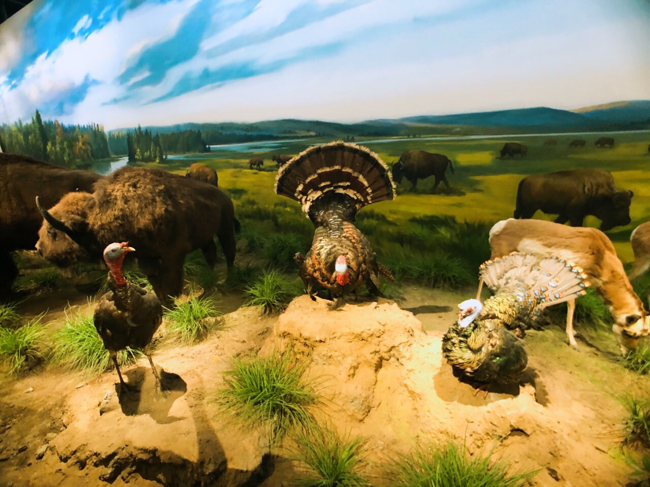 武汉自然博物馆·贝林大河生命馆