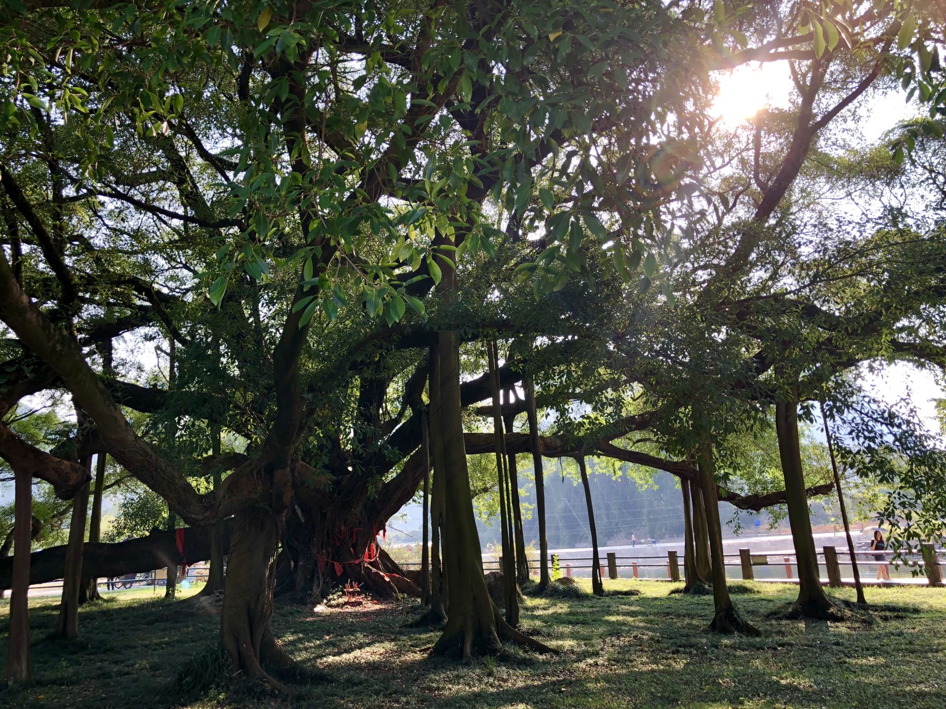 大榕树