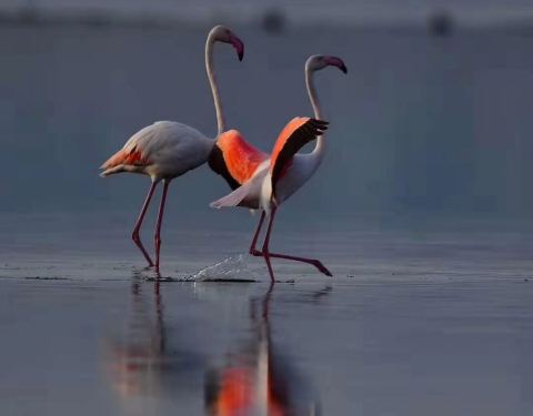 自由飞翔的鹰 100b0y000000mcfi349F0_C_480_375.jpg