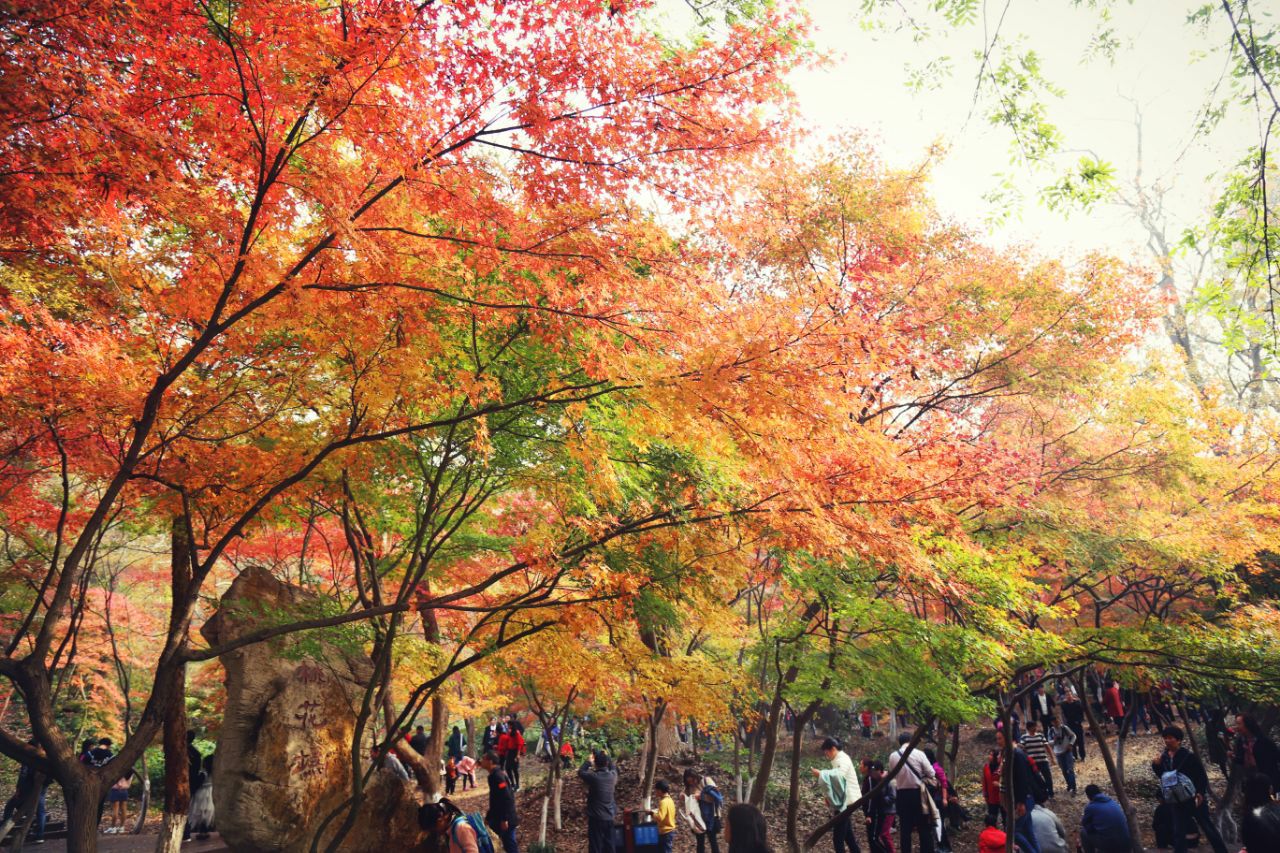 2019棲霞山_旅遊攻略_門票_地址_遊記點評,南京旅遊景點推薦 - 去哪兒