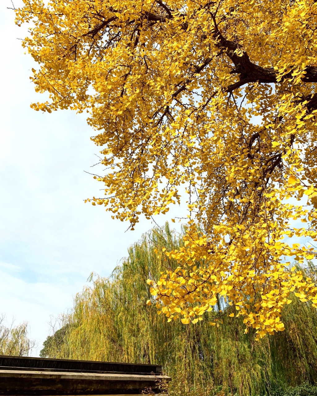 多彩贵州网 - 福泉：千年古银杏披上迷人的金色“盛装”