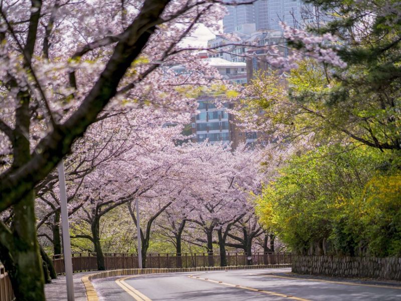 釜山赏月路图片