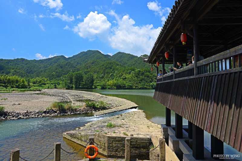 堰头村|发现华东地区最大的千年古樟树群