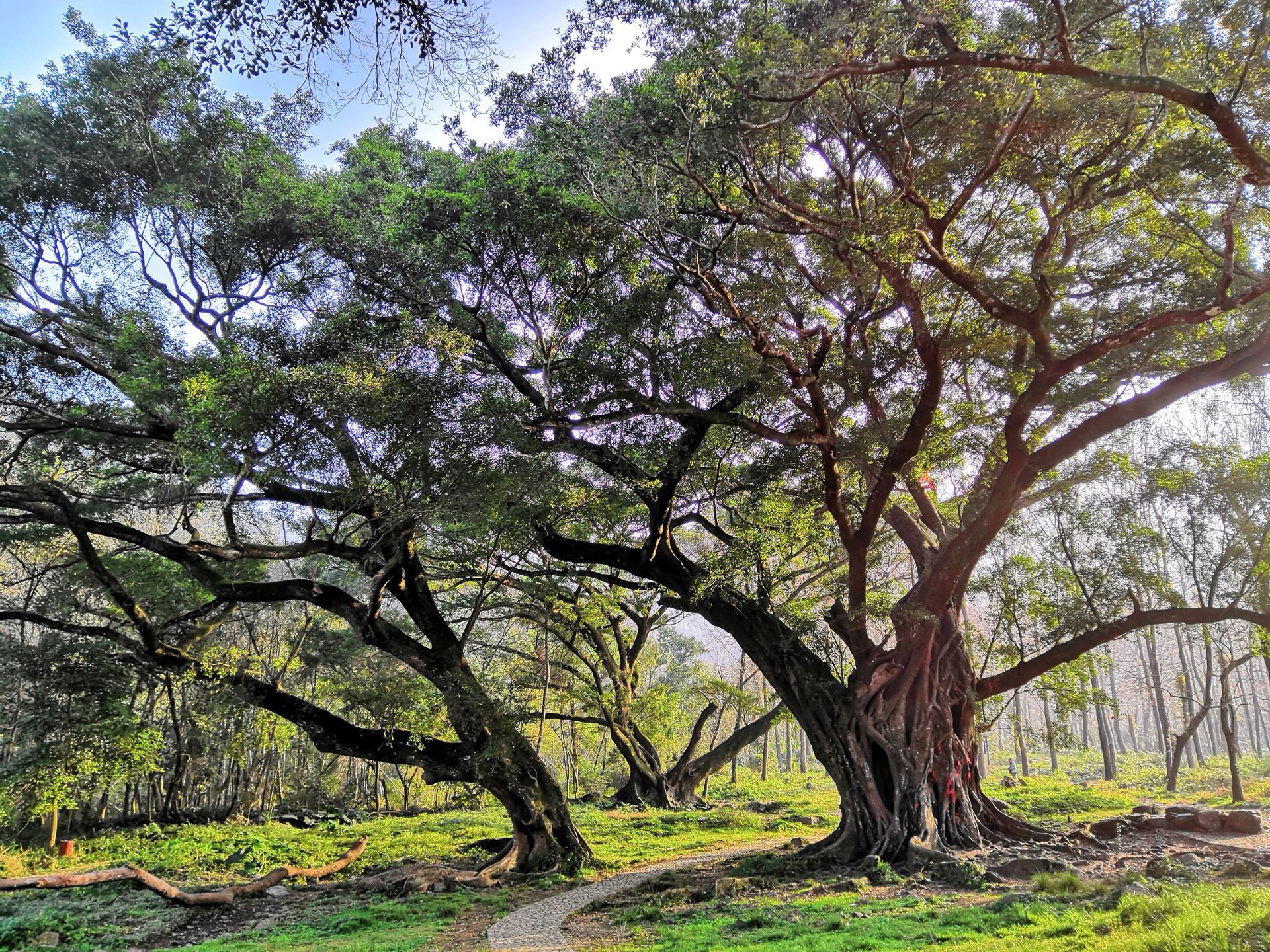 榕枫公园位于杨家溪,拥有地球纬度最北,被誉为"古树木奇观"