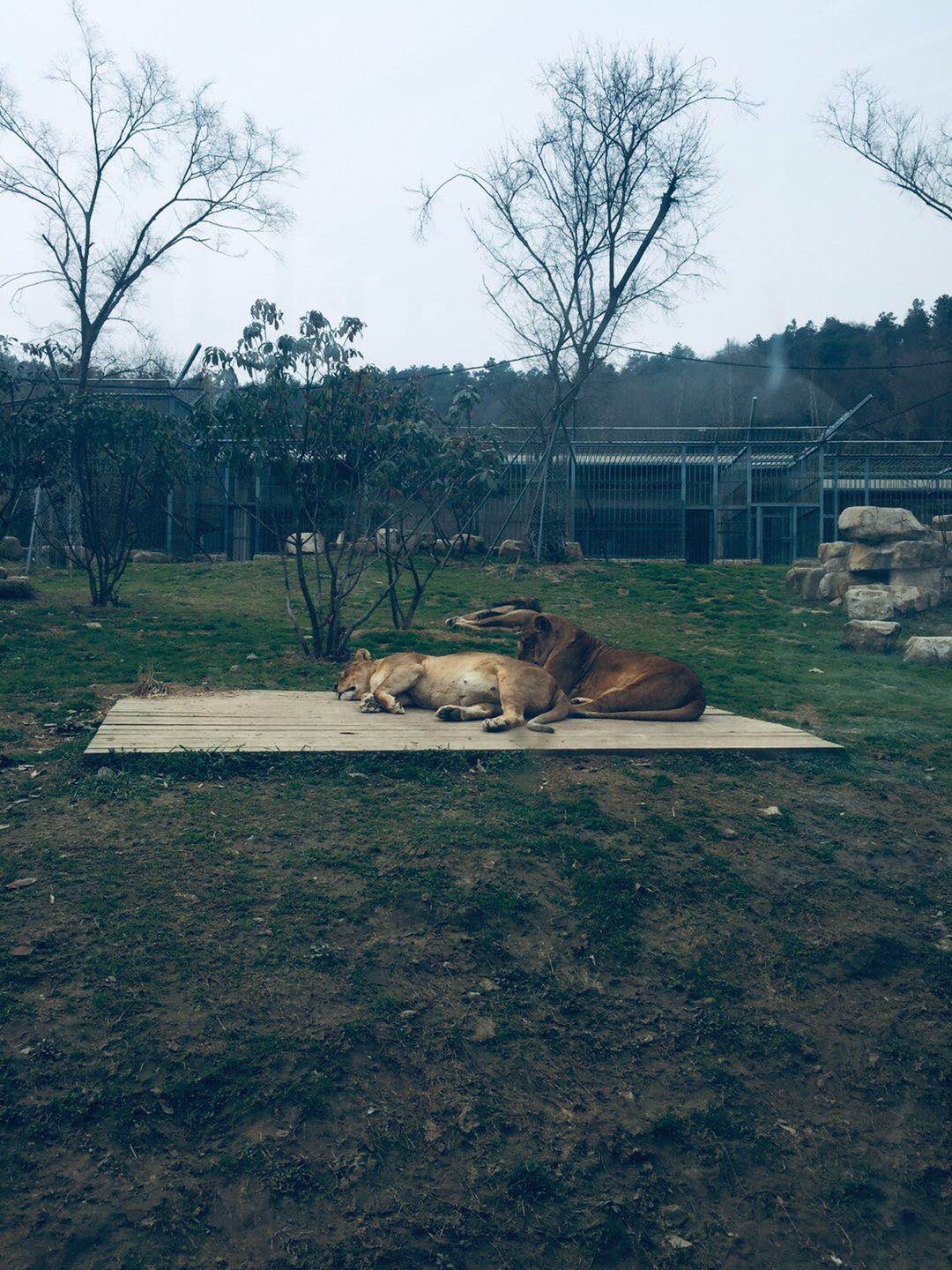 二刷上方山動物園,這次比第一次去體驗好,沒有十一黃金週人那麼多