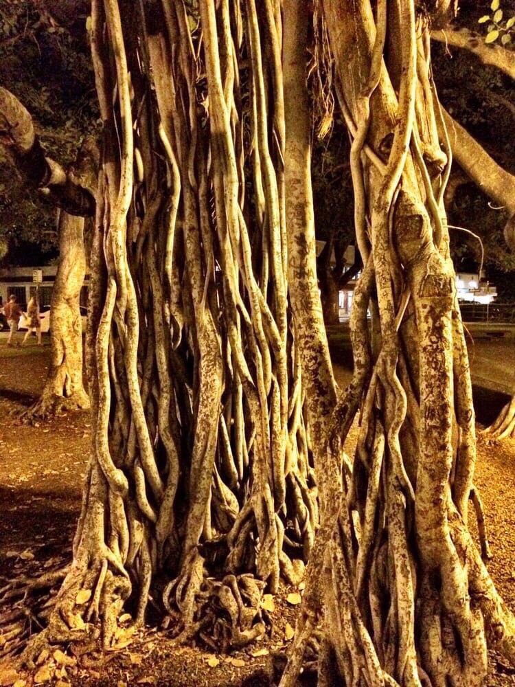 【携程攻略】拉海纳大榕树公园景点,这棵树很大，它有一个主干，且它的根长成了许多小树。这里有很多商家…