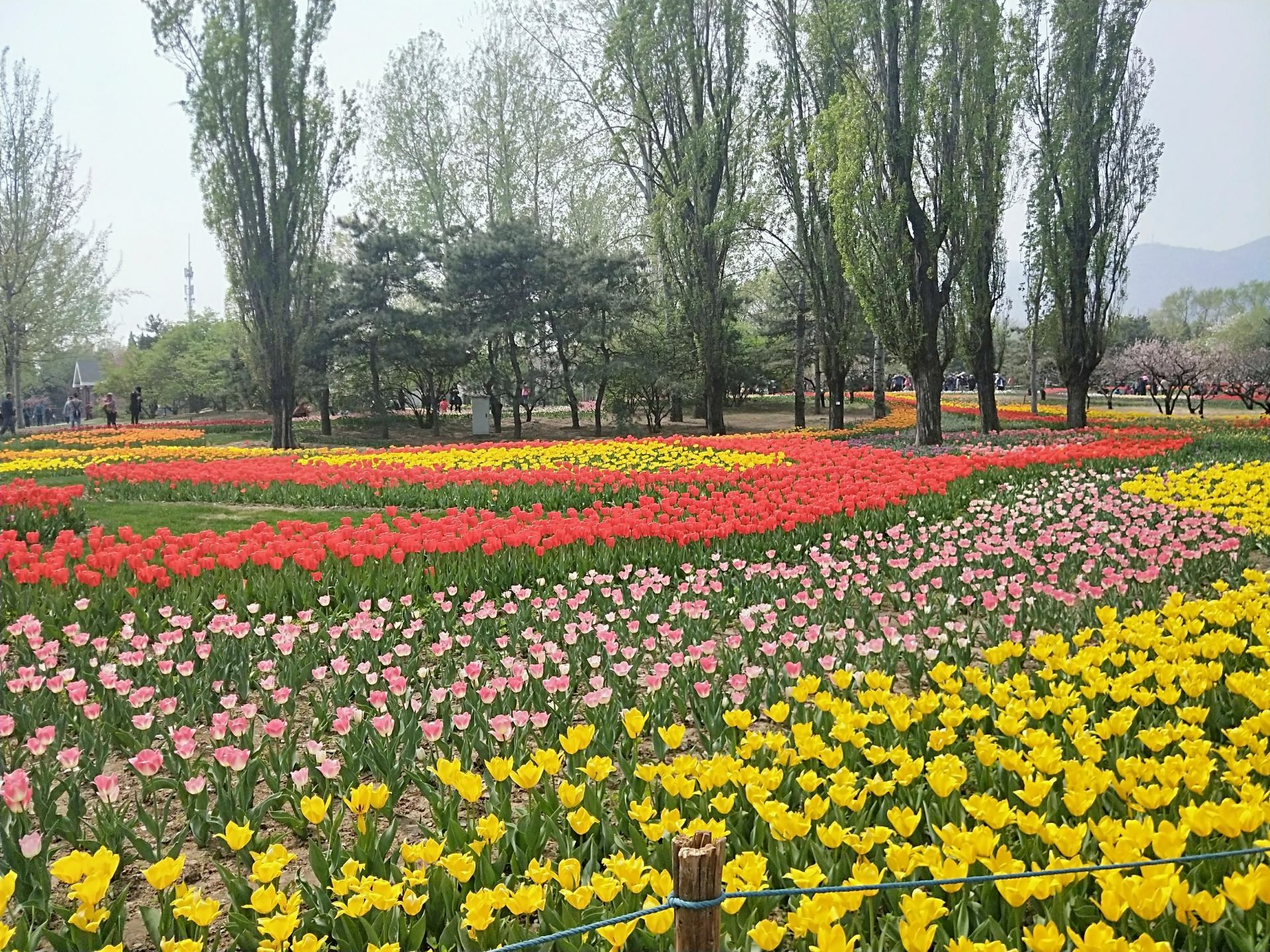 北京：香山红叶迎来最佳观赏期--读图--首页