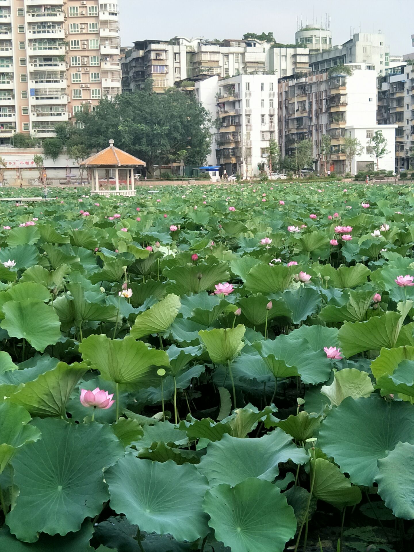 梧州潘塘公园好玩吗,梧州潘塘公园景点怎么样_点评_评价【携程攻略】