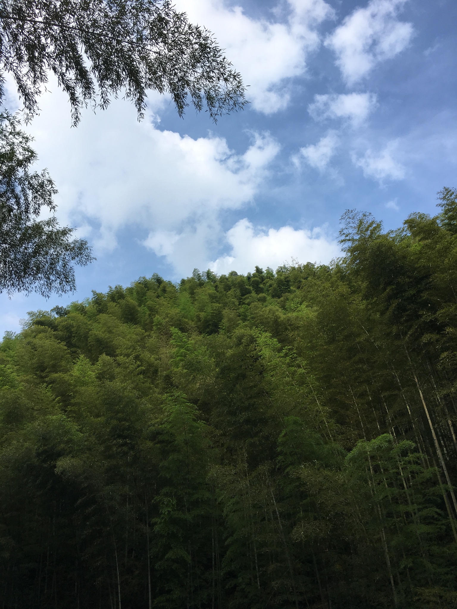 黟縣木坑竹海好玩嗎,黟縣木坑竹海景點怎麼樣_點評_評價【攜程攻略】