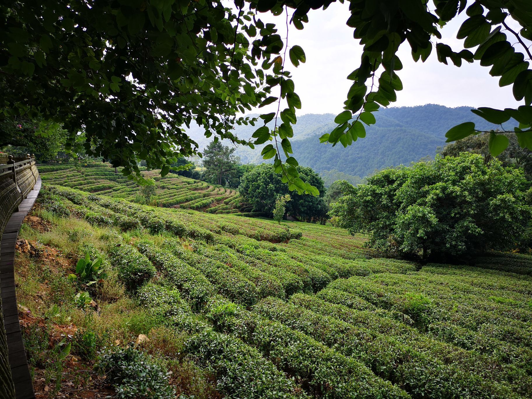 【攜程攻略】梅縣區雁南飛茶田景區景點,景區很大,適合郊遊,看景!