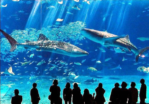 2023悉尼水族馆游玩攻略,我们一家人尤其喜欢这个水族.【去哪儿攻略】