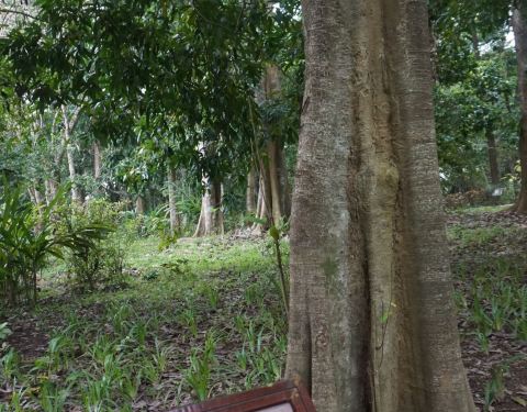兴隆热带植物园游玩视频 100b1b000001bh2d2ABDE_C_480_375.jpg
