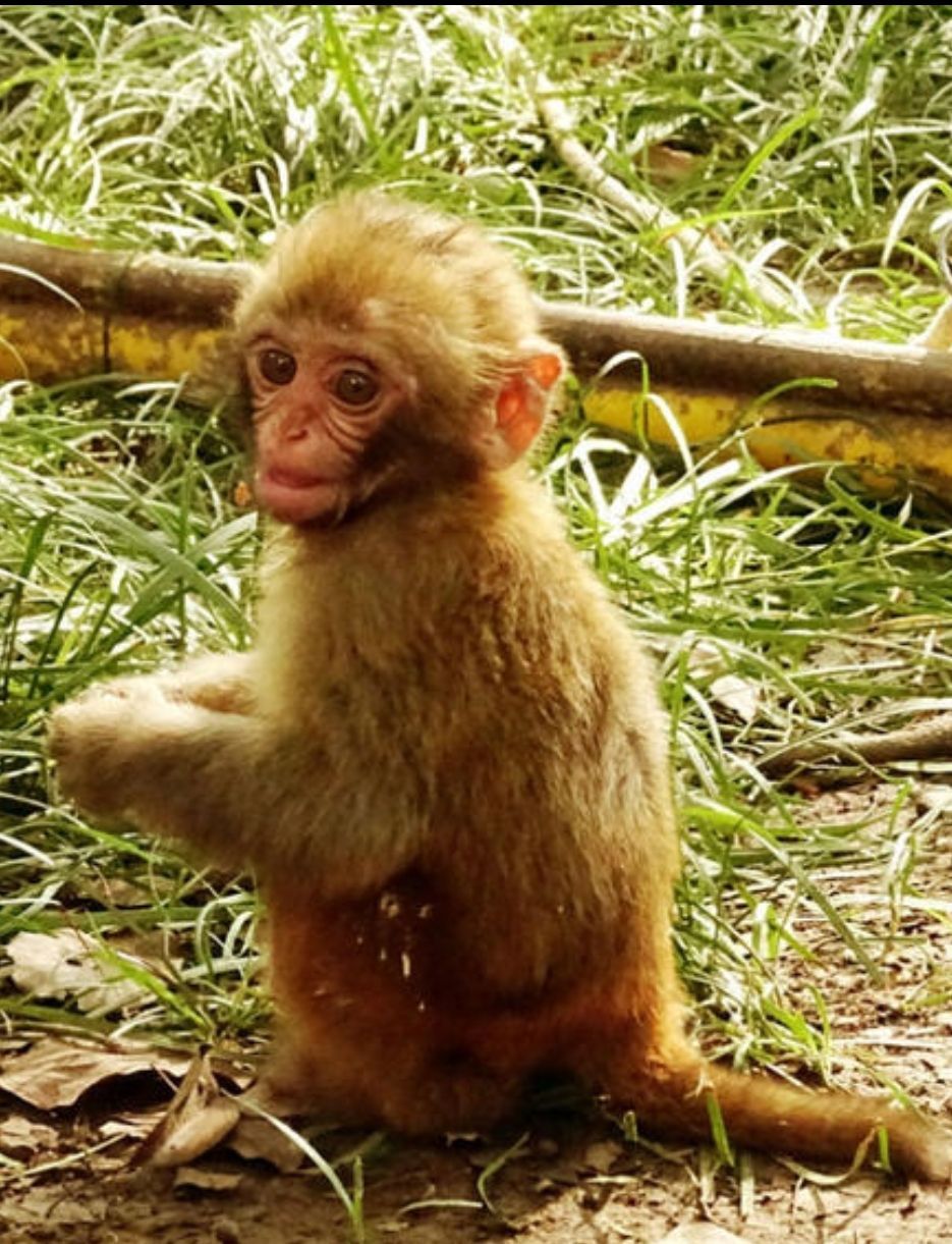 东湖猴岛集猕猴散养, 科研, 驯化, 表演于 体 , 是华 中地区最大的