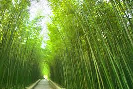 Green Bamboo Garden Travel Guidebook Must Visit Attractions In Huaiji Green Bamboo Garden Nearby Recommendation Trip Com