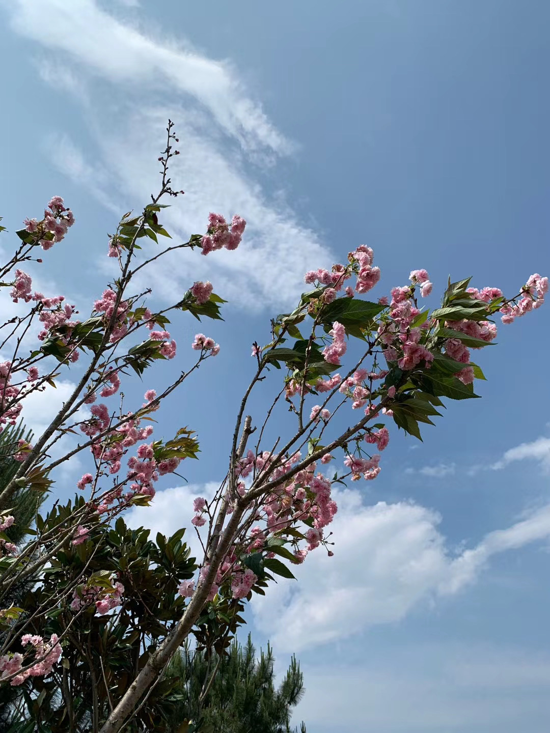 【攜程攻略】南雄香草世界森林公園景點,溜娃好去處,近兩年這裡增設了