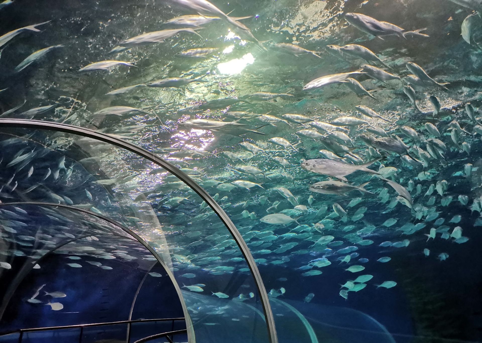 上海海洋水族館旅遊攻略(上海海洋水族館旅遊攻略圖)