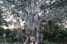 在桑岛发现的猴面包树，怎么和马达加斯加的不太一样