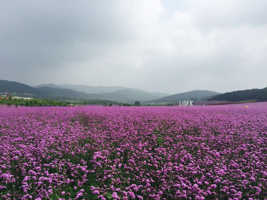 2019紫烟薰衣草庄园-旅游攻略-门票-地址-问答-游记点评,沈阳旅游旅游