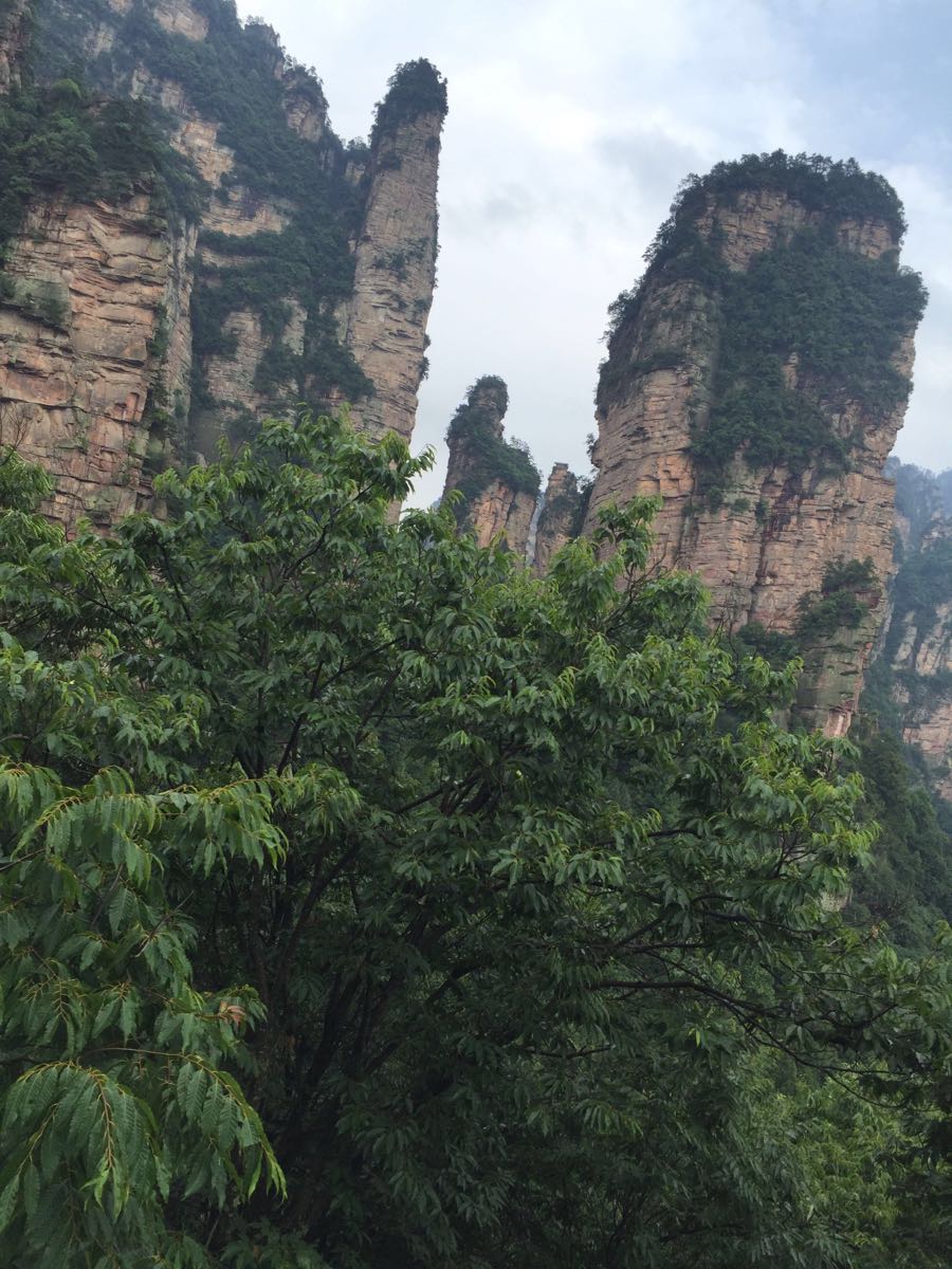 2019袁家界_旅遊攻略_門票_地址_遊記點評,武陵源旅遊景點推薦 - 去