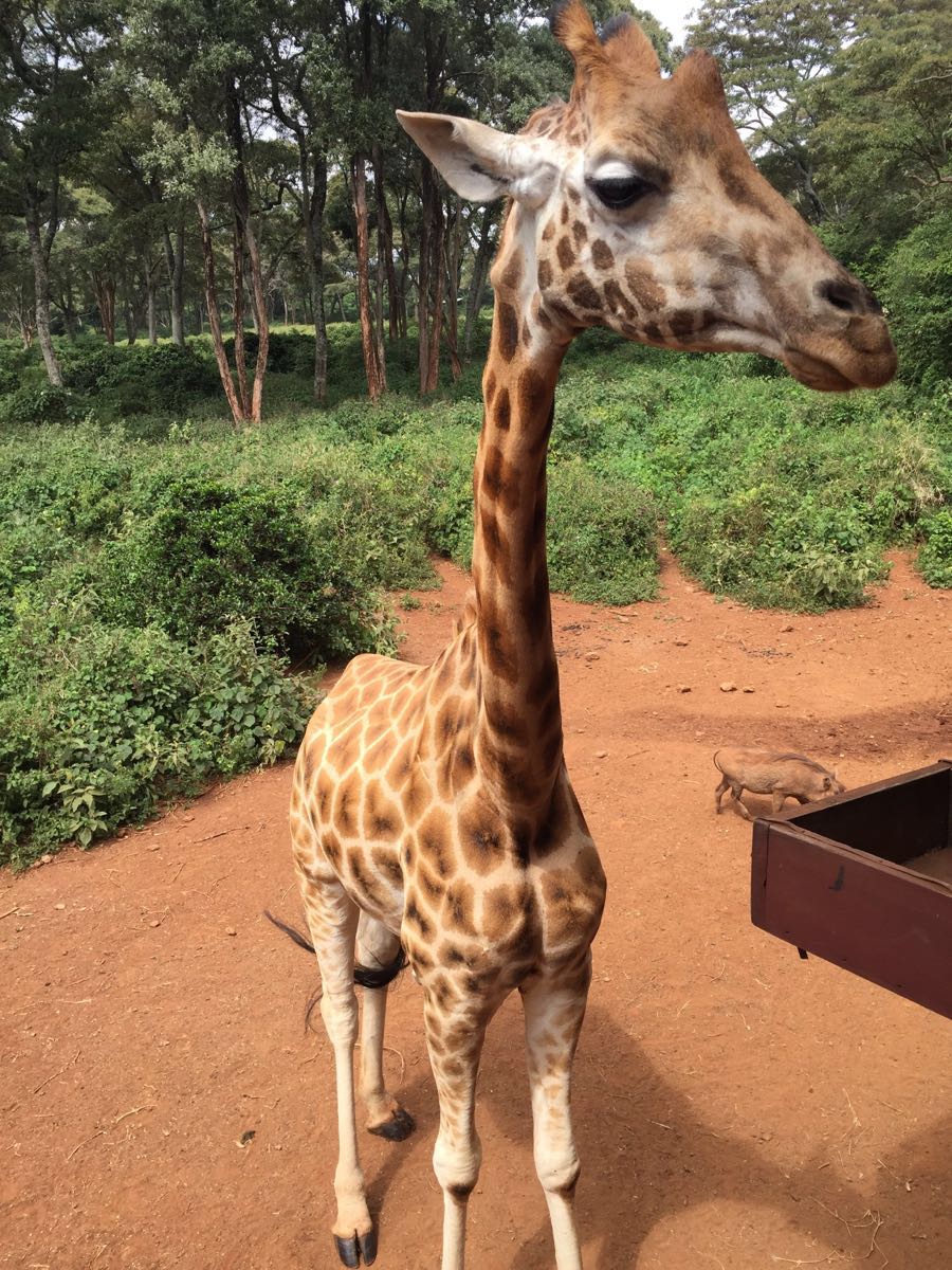 长颈鹿中心giraffe centre