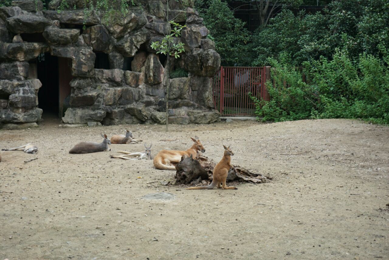 2019杭州動物園_旅遊攻略_門票_地址_遊記點評,杭州旅遊景點推薦 - 去