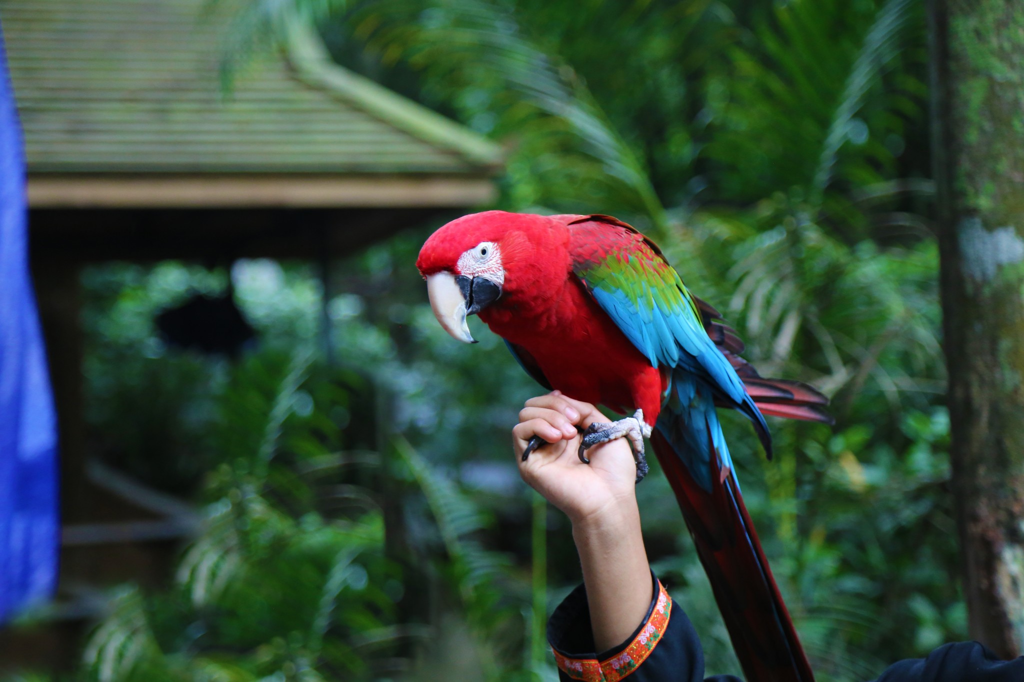 大象作为西双版纳的2大吉祥动物之一(还有一个是孔雀,孔雀放飞的景点