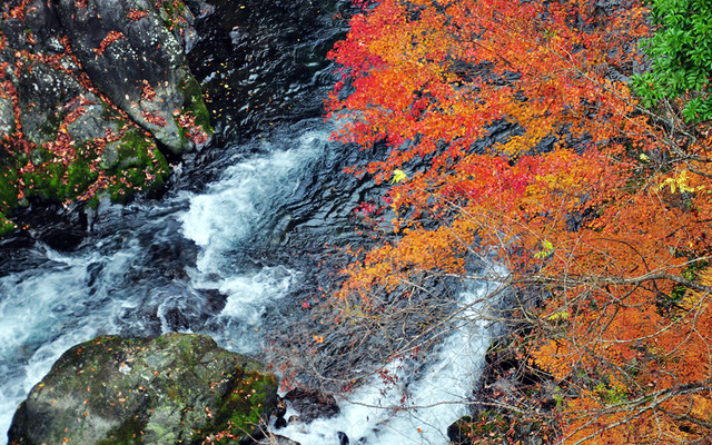 日本 东京人都不知道的赏红叶秘境 奥多摩 日本游记攻略 携程攻略