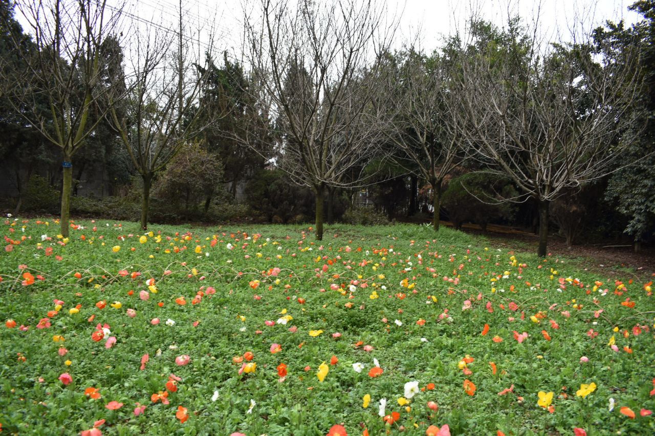 2019成都植物園_旅遊攻略_門票_地址_遊記點評,成都旅遊景點推薦 - 去