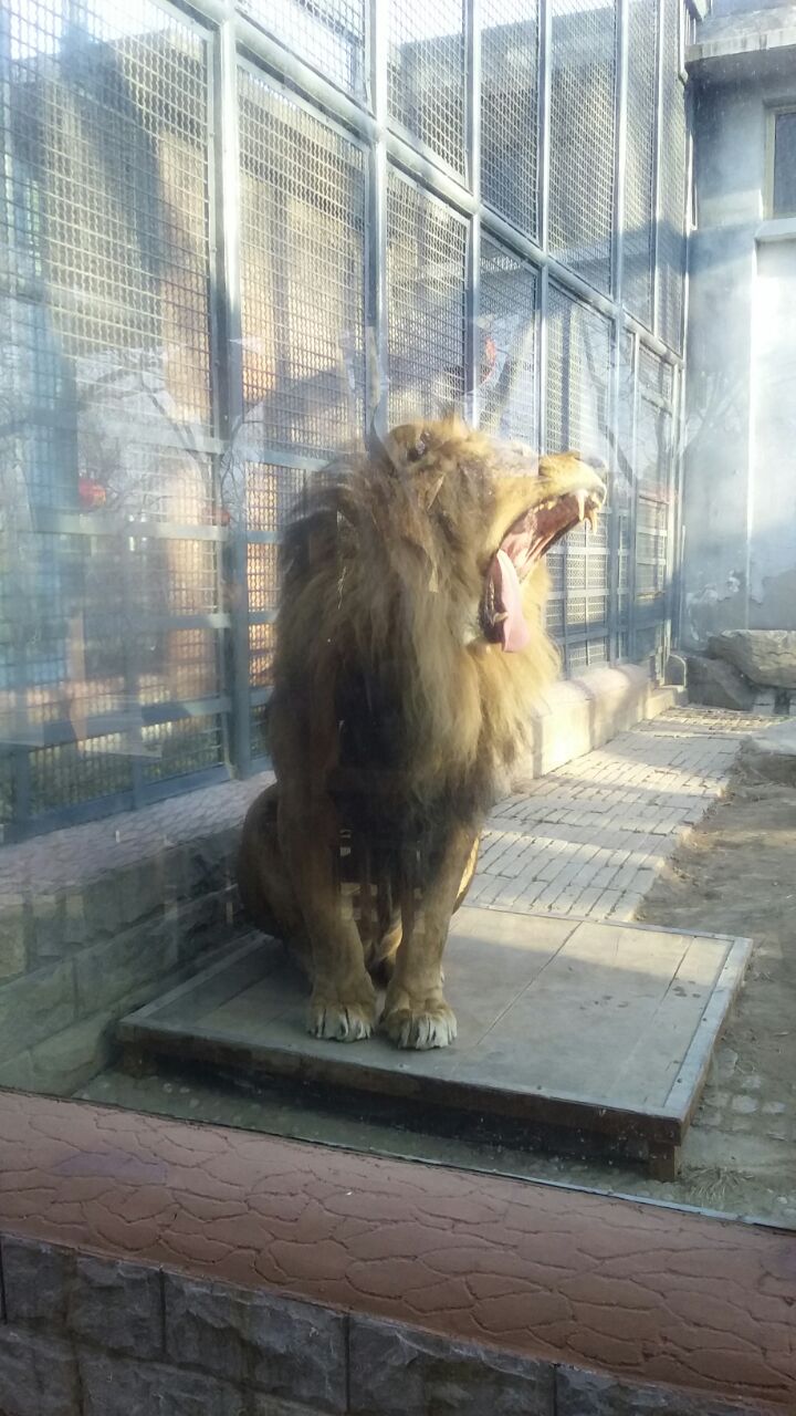 2019濟南動物園_旅遊攻略_門票_地址_遊記點評,濟南旅遊景點推薦 - 去