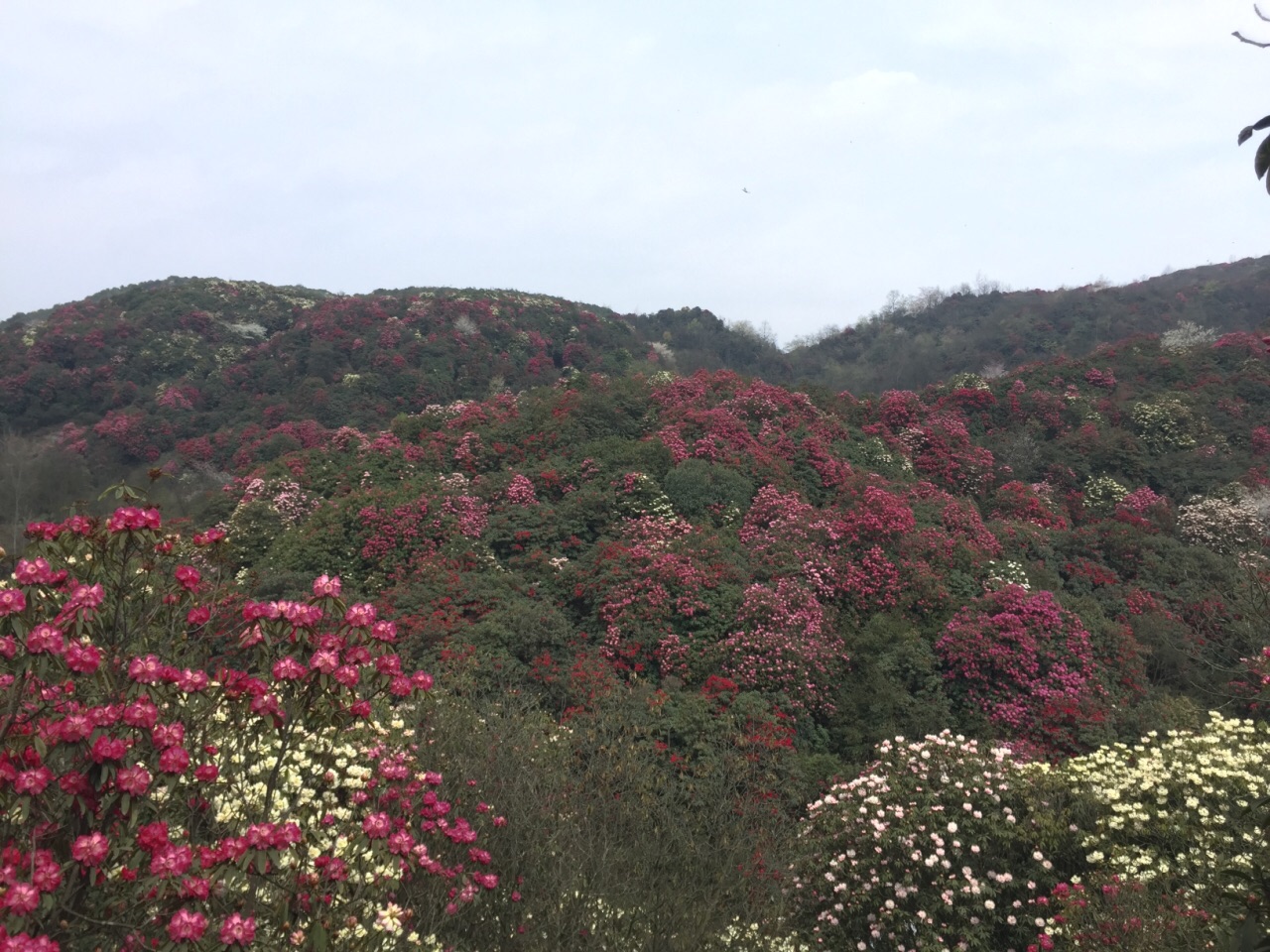 2019百里杜鹃风景区_旅游攻略_门票_地址_游记点评,毕节旅游景点推荐