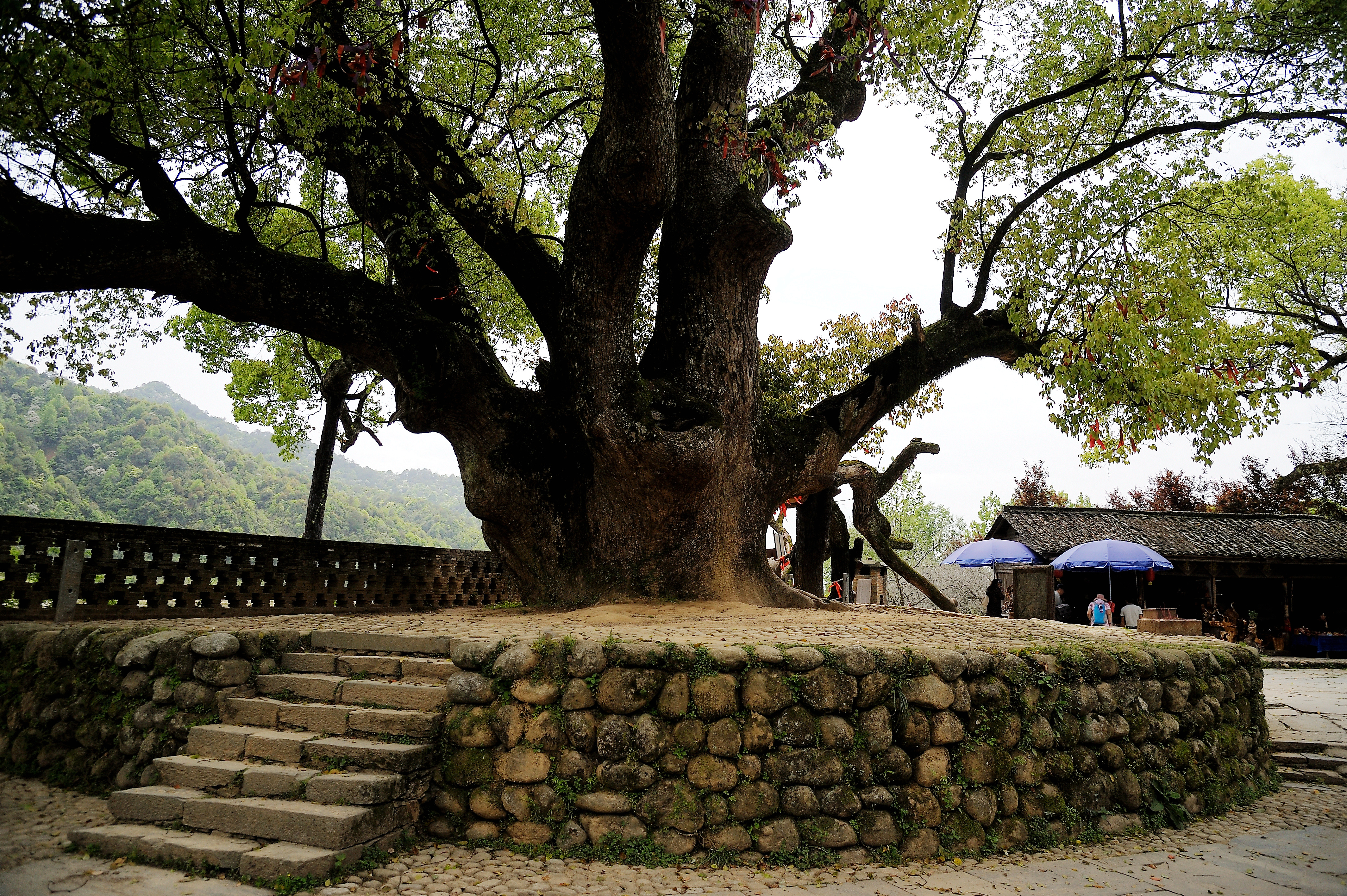 查看更多严田古樟民俗园点评
