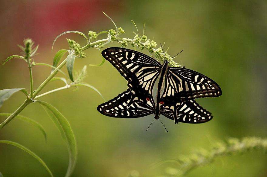 凤园蝴蝶保育区