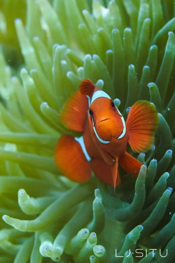 珊瑚大三角中的水族箱 美娜多游记攻略 携程攻略