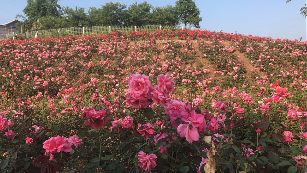 百万玫瑰梦幻花海