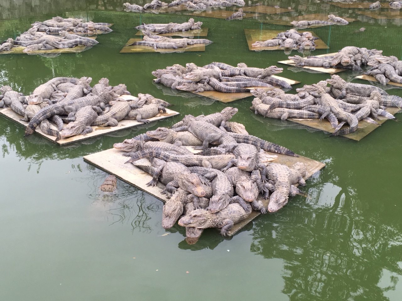 【携程攻略】宣城鳄鱼湖好玩吗,宣城鳄鱼湖景点怎么样_点评