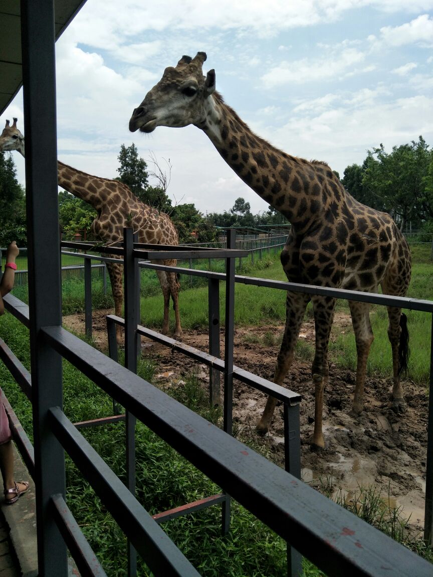 【攜程攻略】東莞香市動物園景點,感覺還不錯,門票也實惠!值得一去