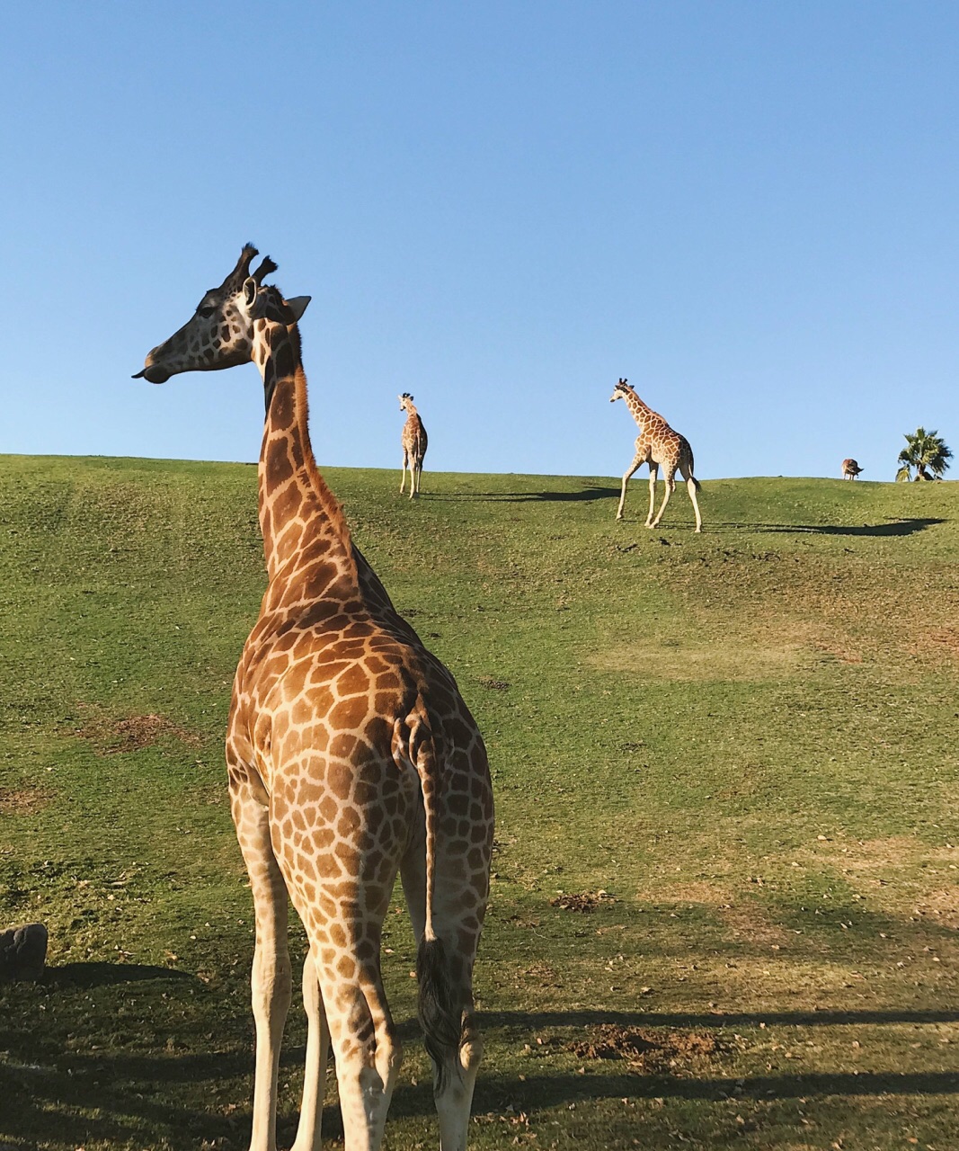 2023聖地亞哥野生動物園遊玩攻略,.期待了很久的喂長頸鹿以及.